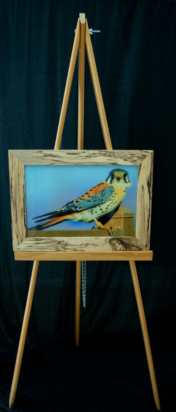 American Kestrel Falcon - Image 2