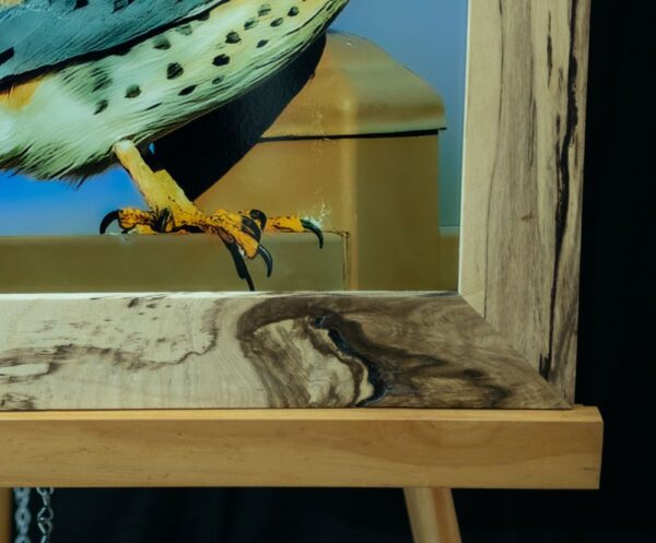 American Kestrel Falcon - Image 3