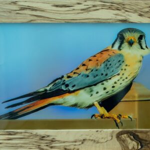 American Kestrel Falcon