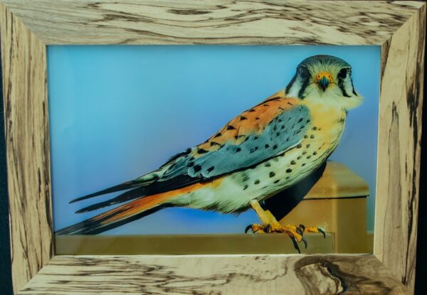 American Kestrel Falcon