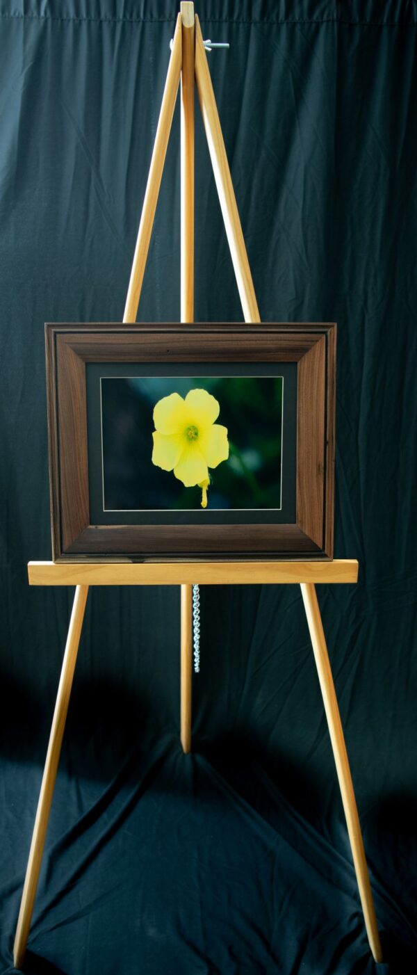 Yellow Bermuda Buttercup - Image 2