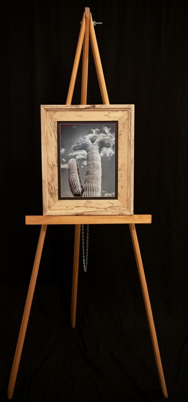 Crested Saguaro - Image 2