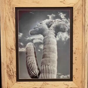 Crested Saguaro