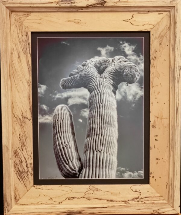 Crested Saguaro