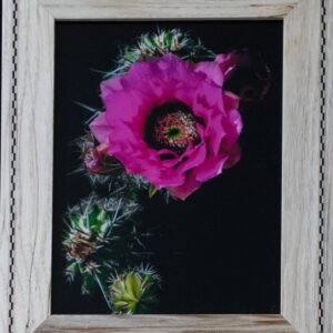 Pink Hedgehog Bloom