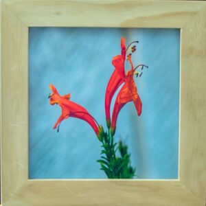 Honeysuckle Flower
