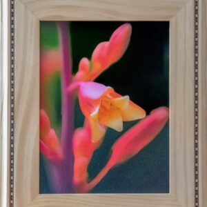 Red Yucca Flower