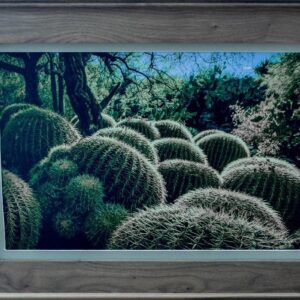Barrel Cactus Cluster