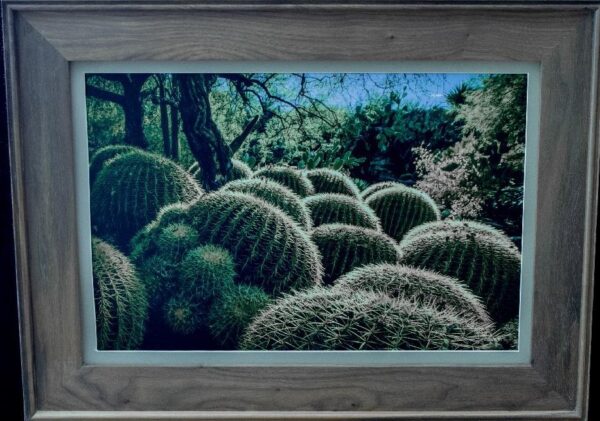 Barrel Cactus Cluster