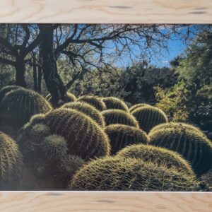Large Barrel Cactus Garden