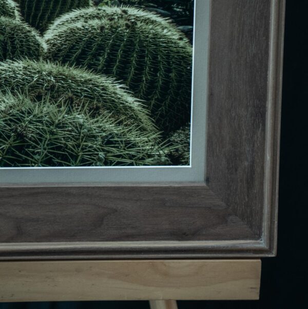 Barrel Cactus Cluster - Image 3