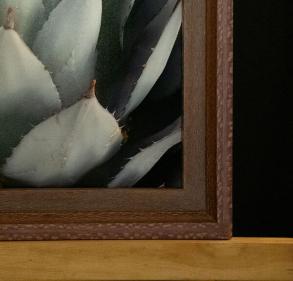 Black Spined Agave - Image 3