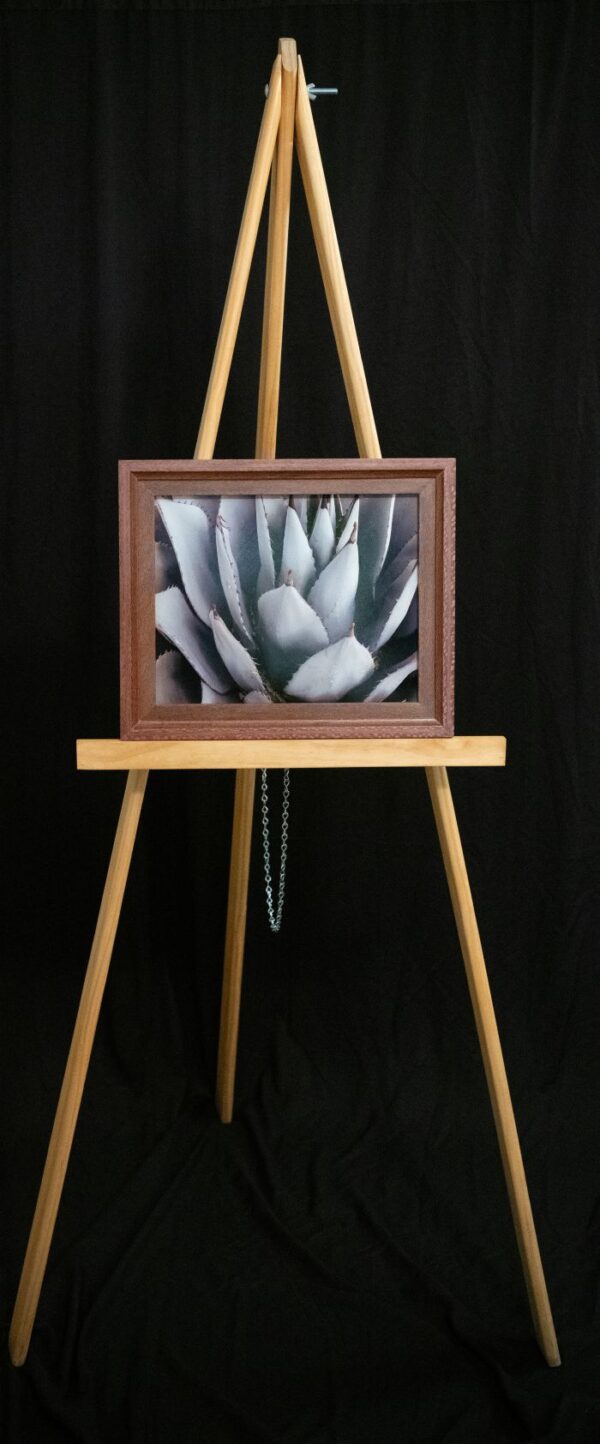 Black Spined Agave - Image 2
