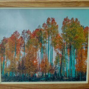 "Blue" Aspens