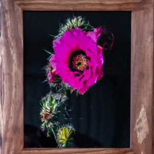Pink Hedgehog Bloom