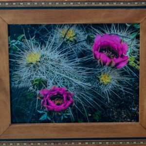 Hedgehog Blooms