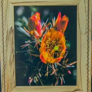 Orange Cholla Cactus Bloom