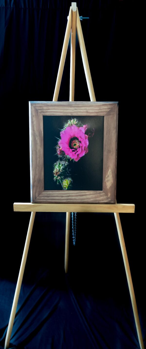 Pink Hedgehog Bloom - Image 2