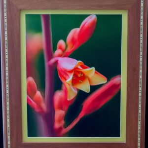 Red Yucca Bloom