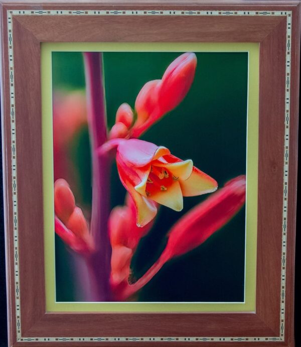 Red Yucca Bloom