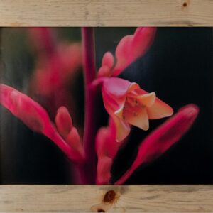 Large Red Yucca Flower