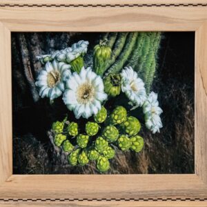 Saguaro Cactus Blooms