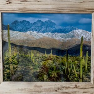 Saguaros with Snow