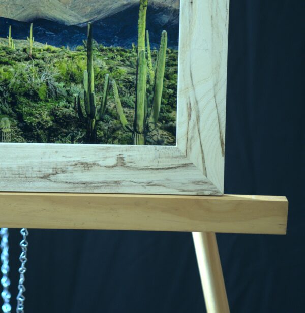 Saguaros with Snow - Image 2