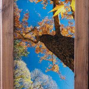 Sycamore Tree