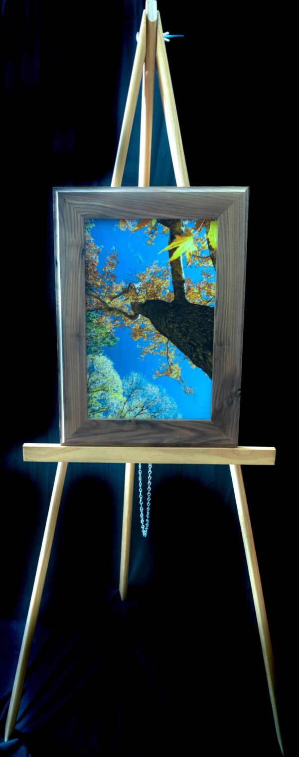 Sycamore Tree - Image 2