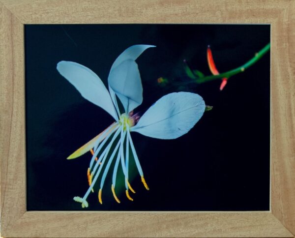 Bee Blossom Flower (small print)