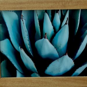 Black Spined Agave (small print)