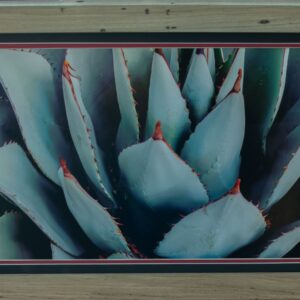 Black Spined Agave (large print)