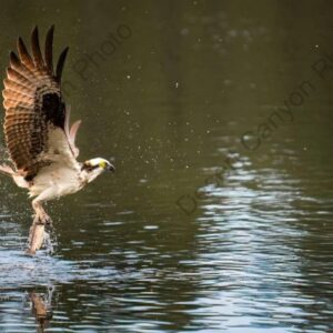 Fishing Osprey