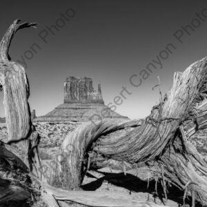 Monument Valley Twisted Tree