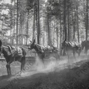 Mule Team