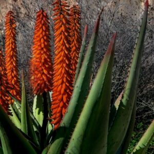 Red Aloe Blooms