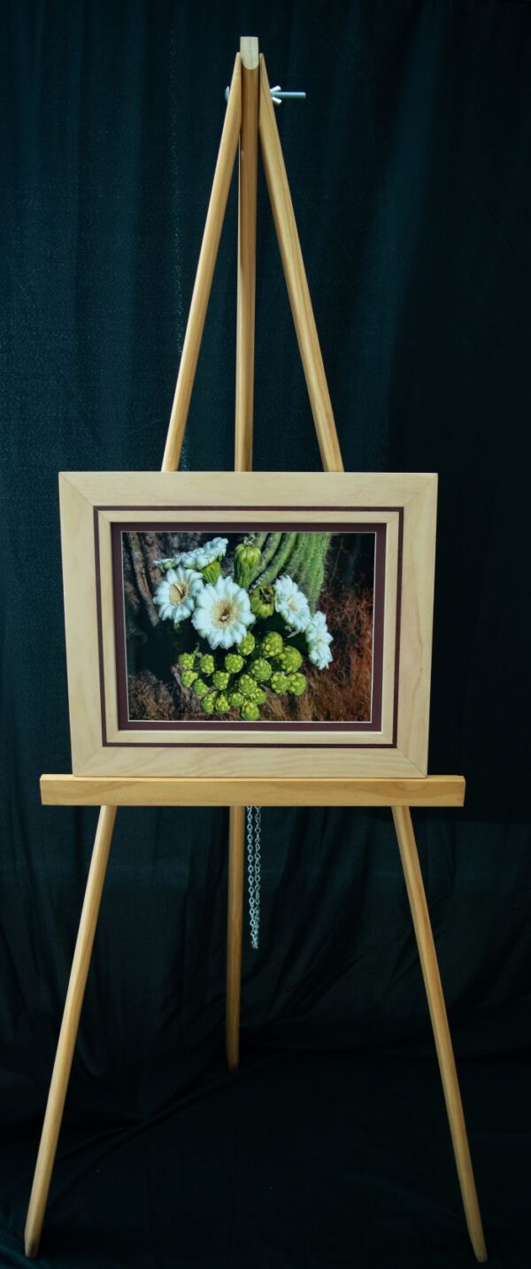 Saguaro Blooms - Image 2