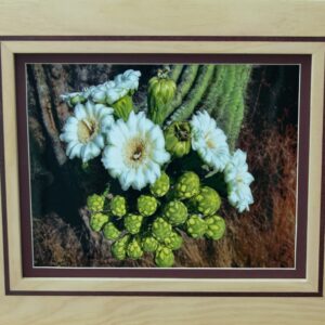 Saguaro Blooms