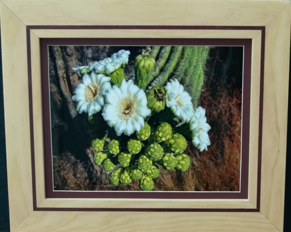 Saguaro Blooms