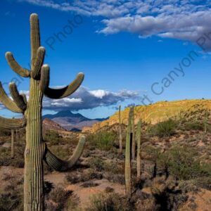Saguaro and Low Clouds