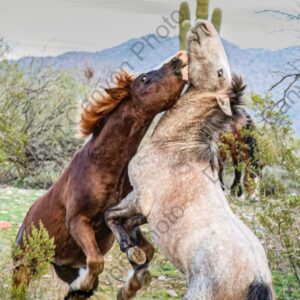 Horsing Around