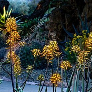 Yellow Aloe Blooms