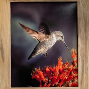 Hummingbird (medium print)